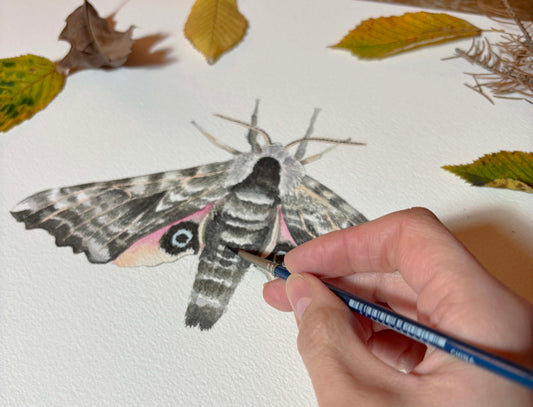 Opus Watercolours: Painting a Moth with Paula Barrantes