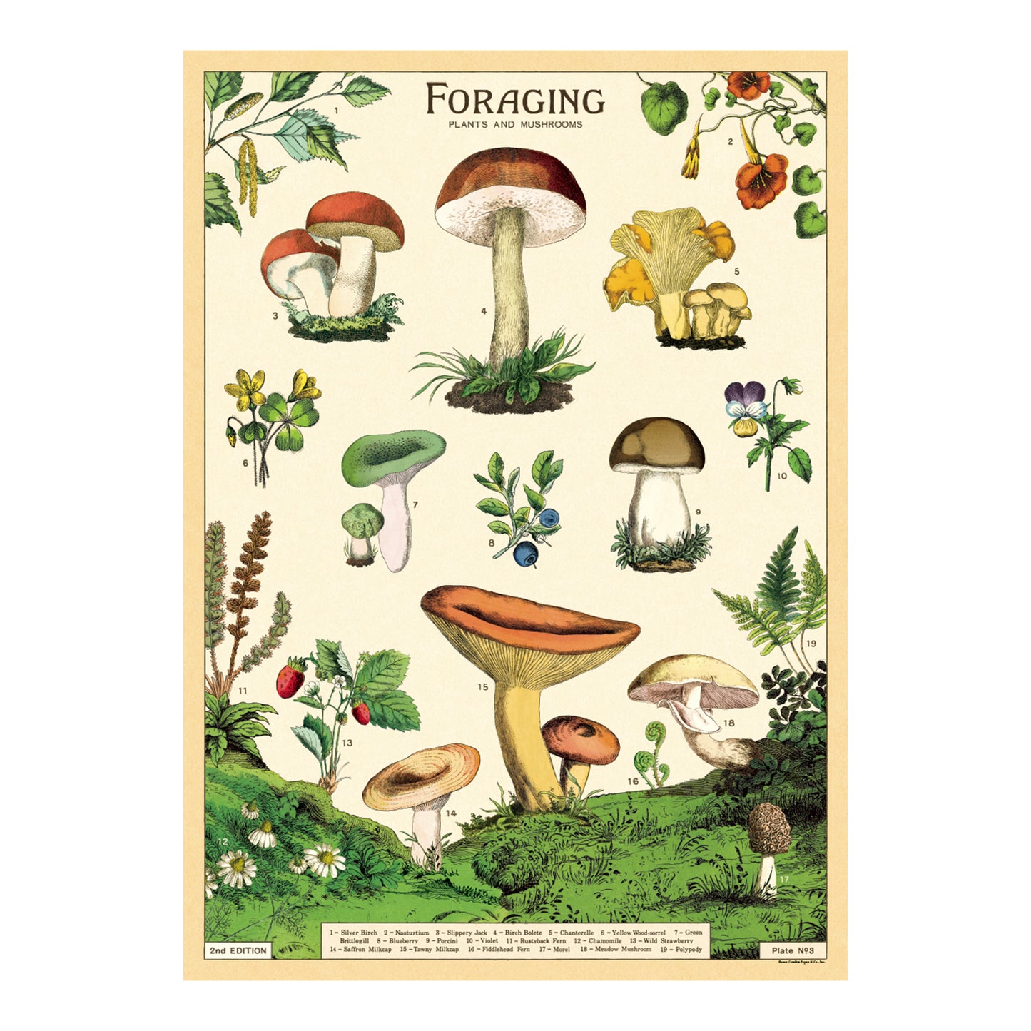 Cavallini Wrap Sheet 20" x 28" - Forage