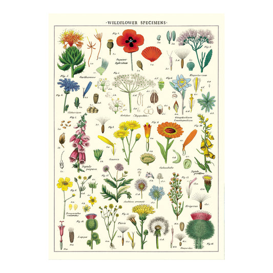Cavallini Wrap Sheet 20" x 28" - Wildflowers