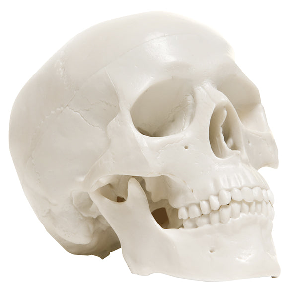 Plastic model of human skull with eyes For sale as Framed Prints