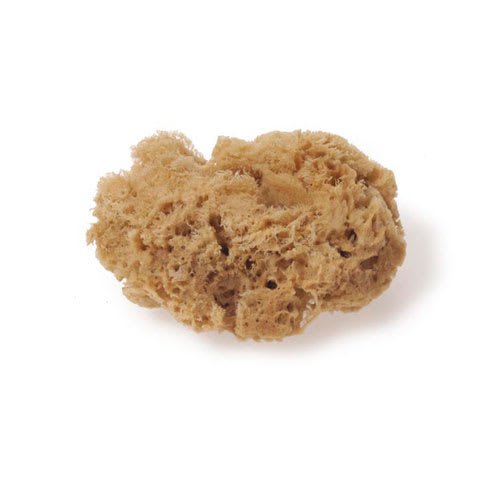 Natural Sponges