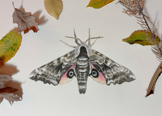 Opus Watercolours: Painting a Moth with Paula Barrantes