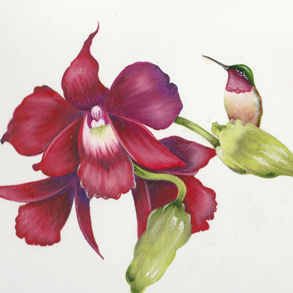 Water-Mixable Oils: Orchid & Hummingbird with Willow Wolfe
