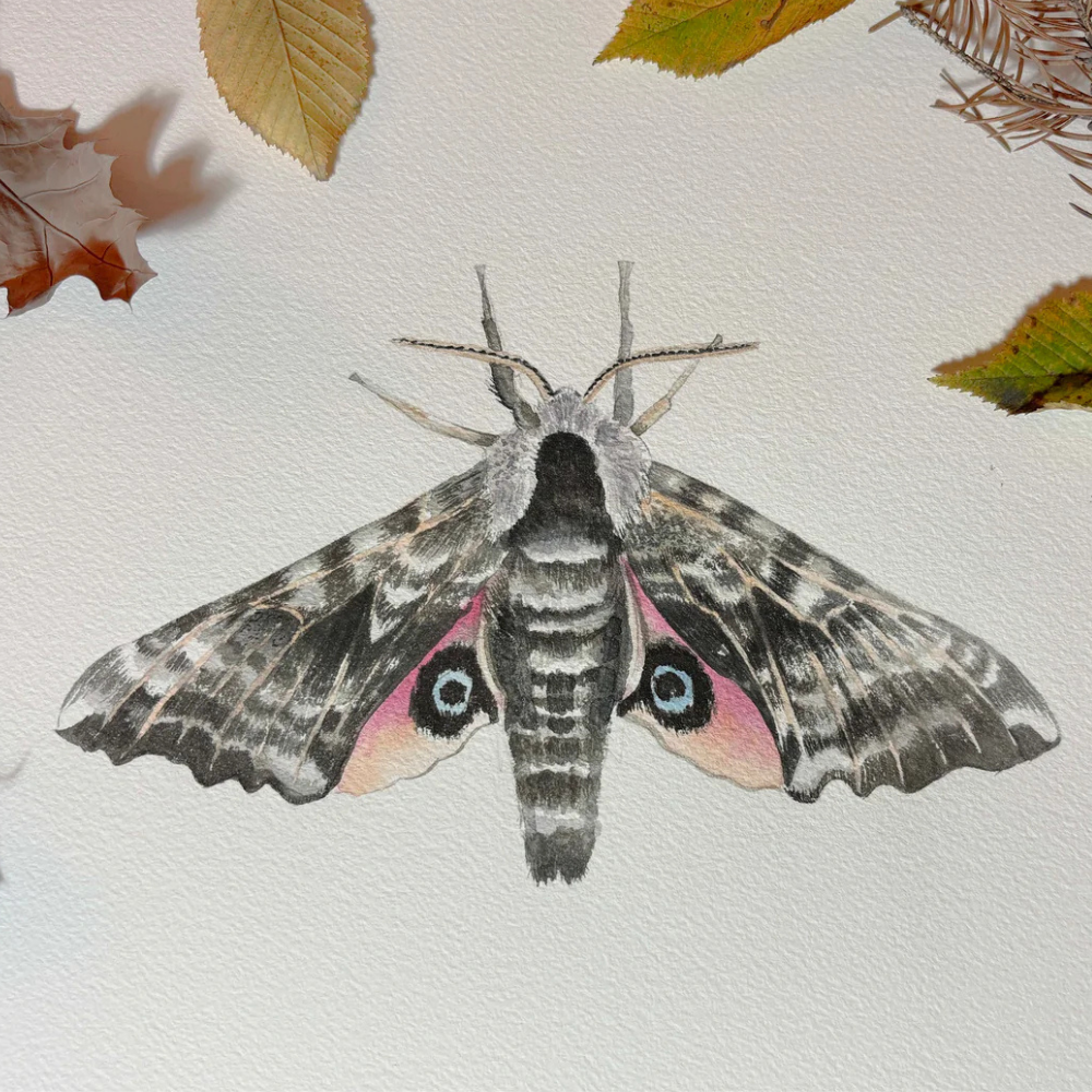 Opus Watercolours: Painting a Moth with Paula Barrantes