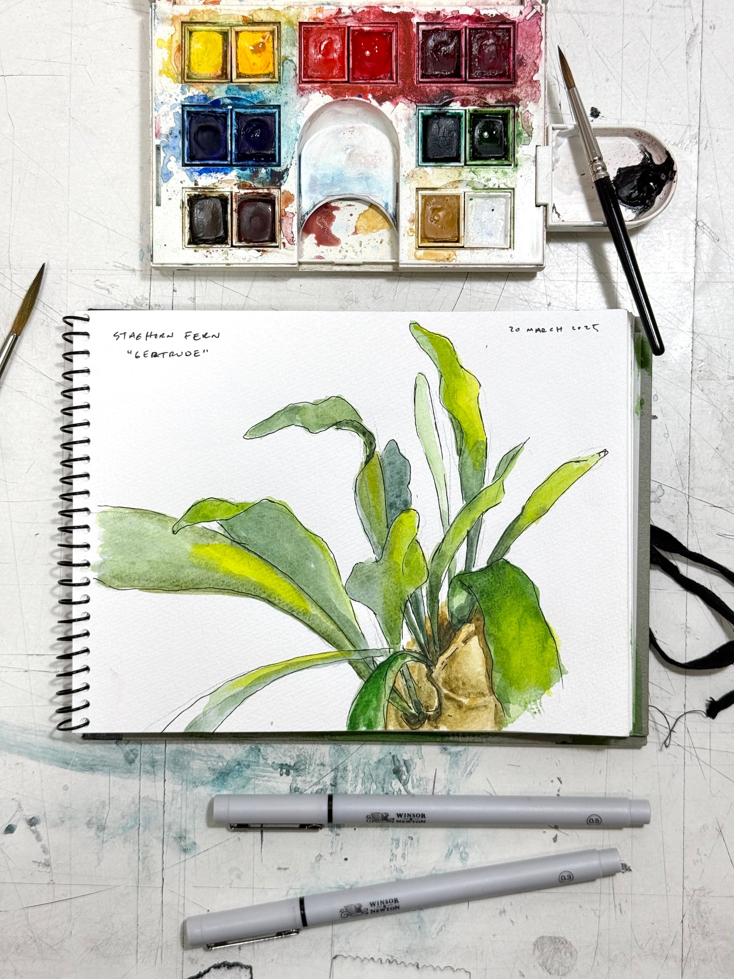 Winsor & Newton Cotman Watercolours: Painting a Botanical Fern with Reuben Negron
