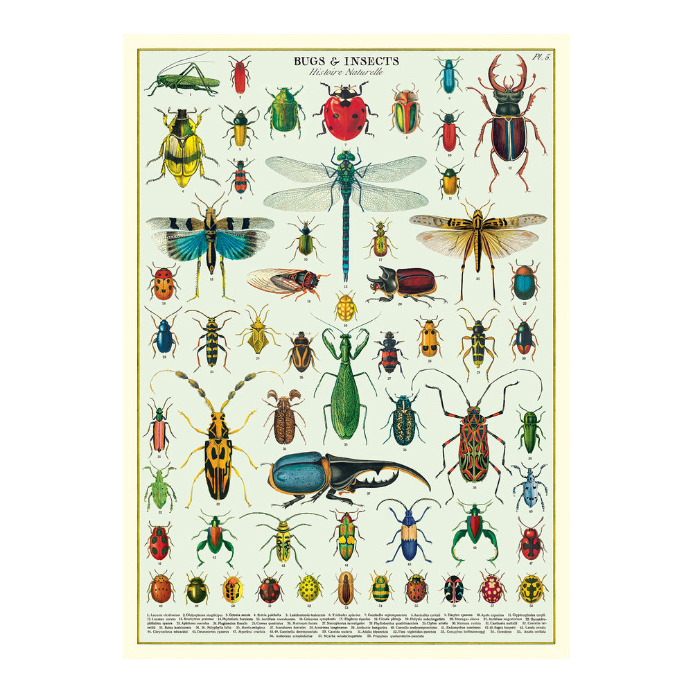 Cavallini Wrap Sheet 20" X 28" - Bugs & Insects