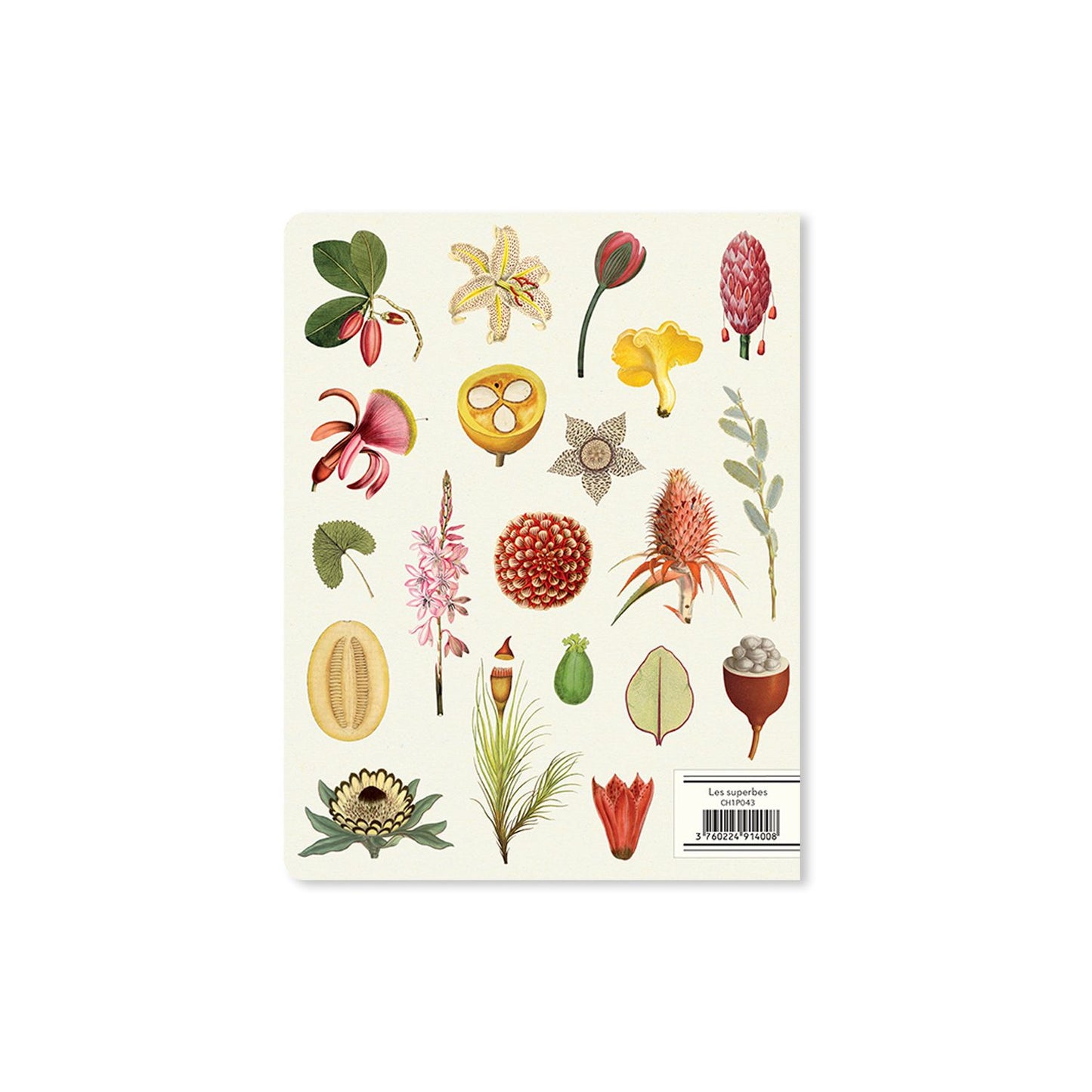 Alibabette lined journal, Les superbes botanical cover, back
