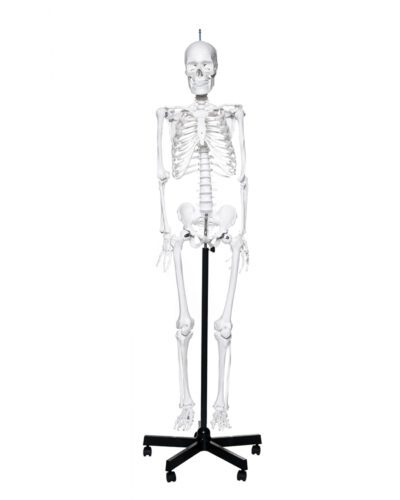 Plastic Human Skeleton with Wheeled Stand (Special Order)