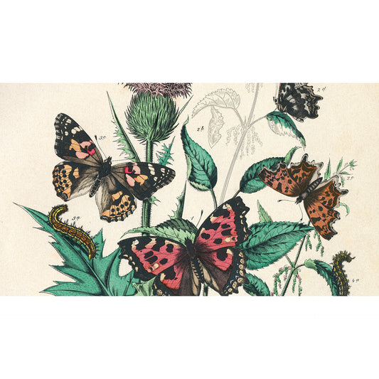 Pepin Press Artists' Colouring Book - Natural History