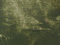 Gamblin Artist's Oil Colors - Brown or Green