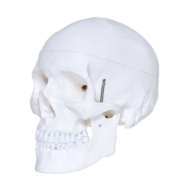 Plastic Human Skull Model 5.5"