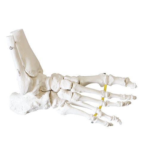 Plastic Human Foot Skeleton Model