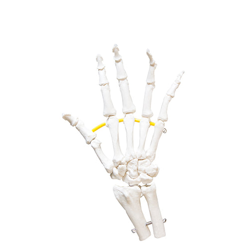 Plastic Human Hand Skeleton Model