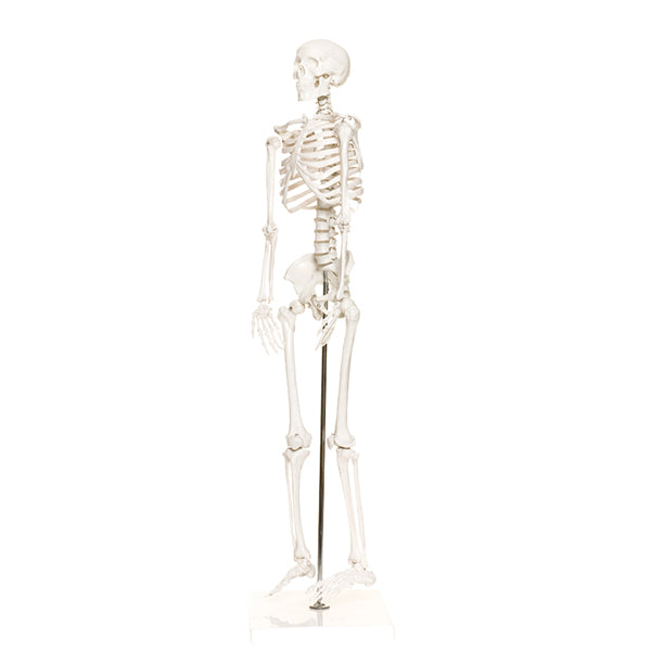 Mini Plastic Human Skeleton Model (Special Order)