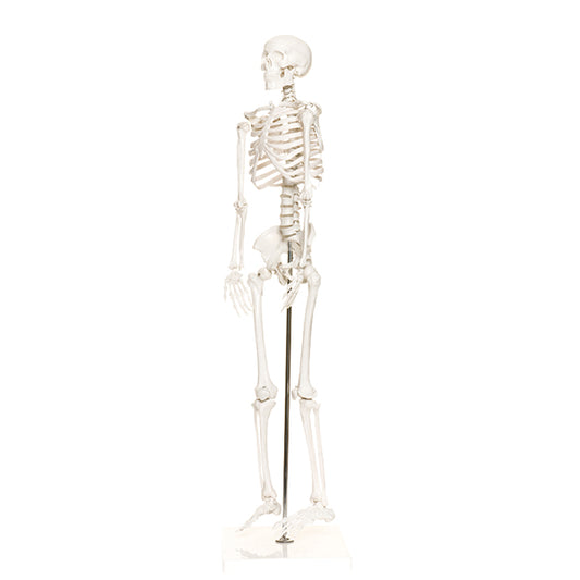 Mini Plastic Human Skeleton Model (Special Order)