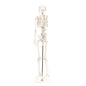 Mini Plastic Human Skeleton Model (Special Order)