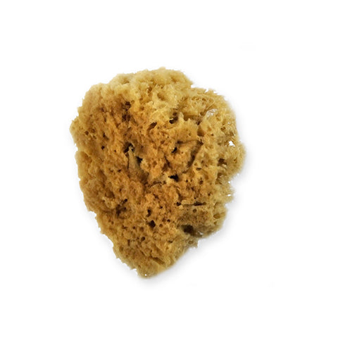 Natural Sponges